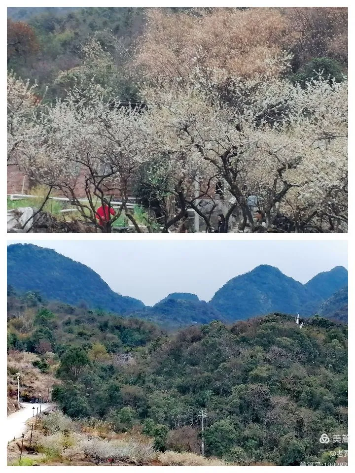 广东阳山杨梅镇水浪花谷李华基地